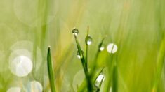 En primavera las plantas disfrutan de las lluvias, y nosotros disfrutamos de un té