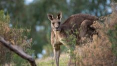 Canguro mata a un hombre en el primer ataque mortal en 80 años