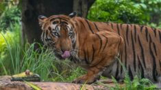 Mujer lucha contra un tigre para salvar a su bebé