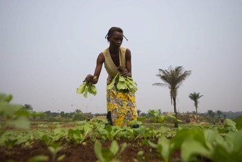 Mkulima nchini Jamhuri ya kidemokrasia ya Congo., ambapo ukosefu wa uhakika wa chakula umeathiri watu wengi.