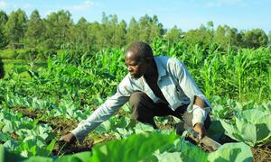 Vita vilimfurusha kwao Joseph Lonjiringa na sasa ni  mnufaika wa mradi wa SOFEPADI wa Tujenge Amani Leo huko jimboni Ituri, nchini DRC