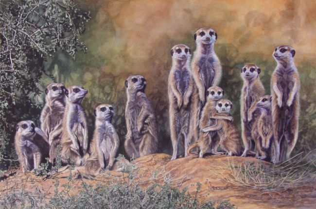 A colony of meerkats.