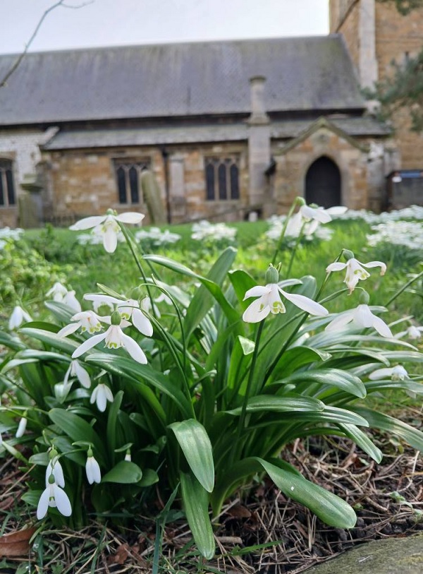 Snowdrops in front of Keeley church, by  Galaxy Babe.