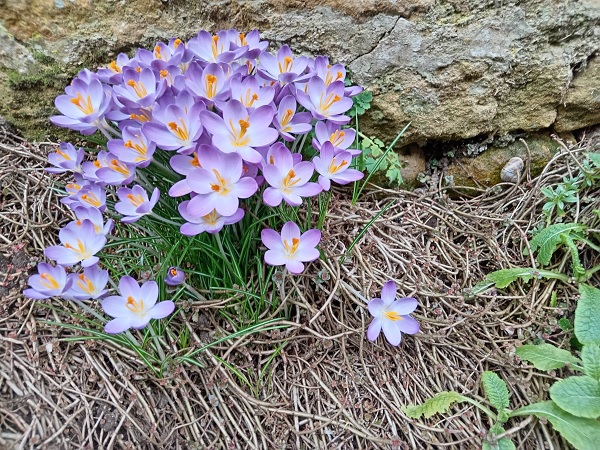 Purple crocuses by Superfrenchie.