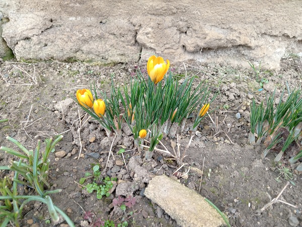 Yellow crocuses by Superfrenchie.