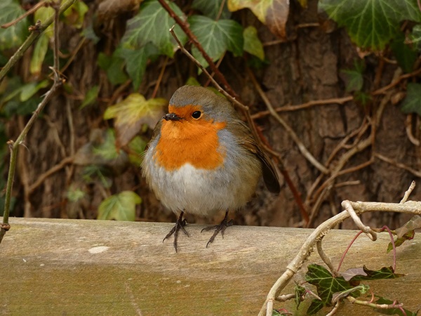 European robin by SashaQ.