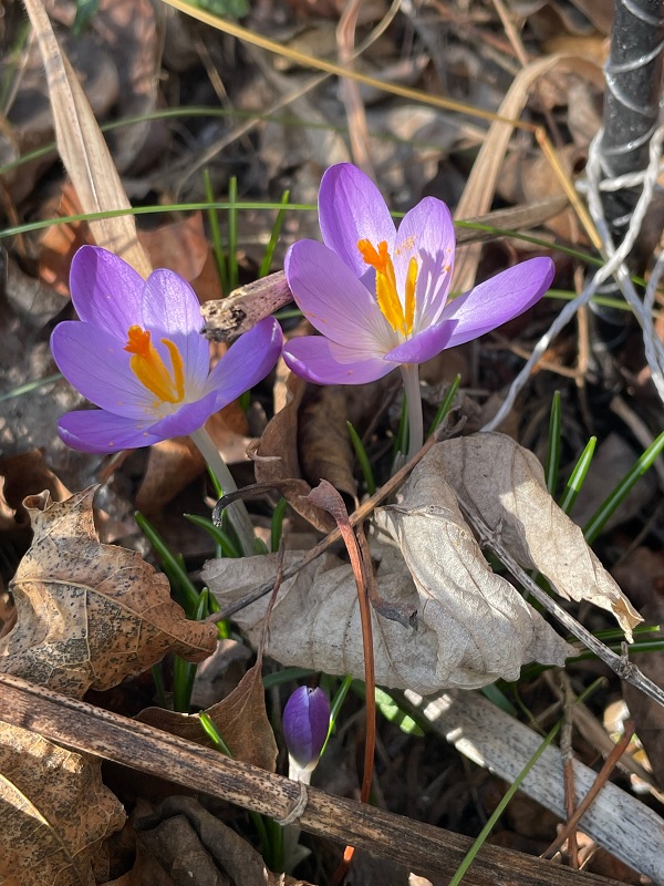 Purple crocuses. By Tavaron.