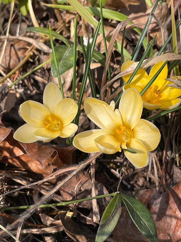 Yellow crocuses by Tavaron.