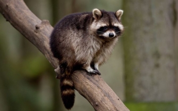 A raccoon is seen in its enclosure at the Schwarze Berge wildlife park in Hamburg, northern Germany on Feb. 28, 2013. (Sven Hoppe/AFP/Getty Images)