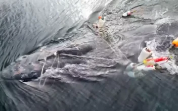 Humpback Whale Rescued From Entanglement Off British Columbia Coast