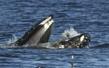 A seal in the mouth of a humpback whale, in the waters off of Anacortes, Wash., on Sept. 12, 2024. (Brooke Casanova/Blue Kingdom Whale and Wildlife Tours via AP)