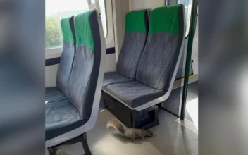 A squirrel on board a Great Western Railway train service at an unknown location, on Sept. 14, 2024 in this handout image. (Great Western Railway/Handout via Reuters)