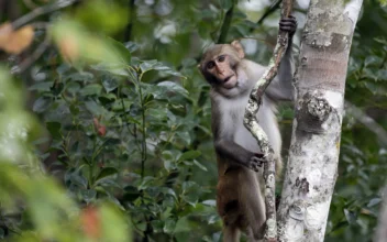 1 Monkey Recovered Safely, 42 Others Remain on the Run From South Carolina Lab