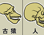 過渡類型化石是進化論的九轉還魂丹