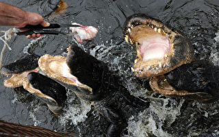 佛州近日再次發生鱷魚攻擊人事件