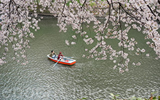 組圖：東京進入落櫻紛紛的浪漫時節