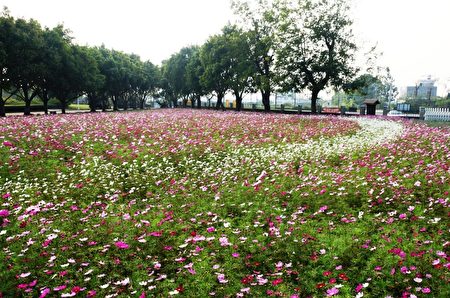 波斯菊。（嘉南农田水利会嘉义分会提供）