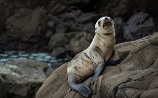 海獅受困礁石 他們看到後掏出一桿槍