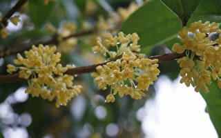 【文史】中秋月皎皎 花中月老桂花雨