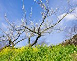 梅花朵朵喚人回：楊萬里之《南溪弄水，回望山園梅花》