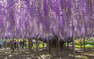 世界級夢幻景色再現 日本大紫藤花盛開