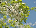 【花意詩心】楊花 飄若纖雲自在飛