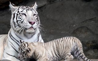 祕魯動物園三隻幼虎命名活動 含罕見白虎