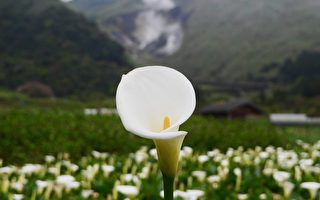 采海芋的季节又到了！结伴采花听啵啵声