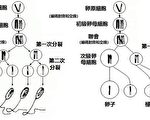 【系列連載】進化論是怎樣被判死刑的（六）