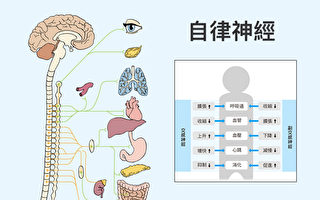 自律神經是什麼？一圖看懂自律神經作用