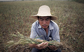 分析：中國「旱澇急轉」 糧食安全難保