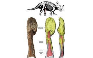 前所未有：為七千萬年前恐龍確診晚期癌症