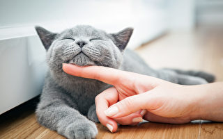 真想养猫！6种适合新手认养的可爱猫咪