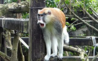 北市動物園又見脫逃事件 紅猴趁隙落跑