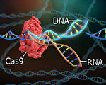 研究發現可大幅增強CRISPR基因編輯能力