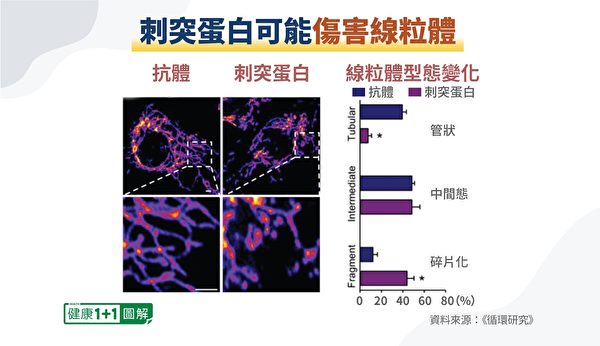 刺突蛋白會損害線粒體，可能是「長新冠」讓人疲勞的罪魁禍首。（健康1+1／大紀元）