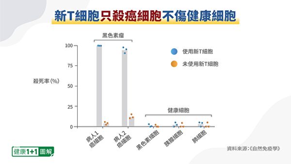 T細胞殺死癌細胞，但未傷害正常細胞。（健康1+1／大紀元）