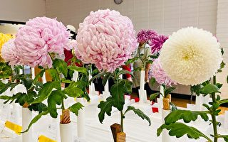 第十届湾区年度菊花展   日本帝王花获一等奖