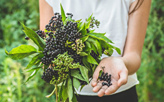 被稱為「大藥箱」 這一植物抗流感功效強大