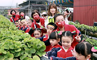 台南草莓季登场 采果享8折优惠