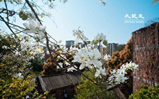 香港饒宗頤文化館洋紫荊盛放 群花包圍成打卡熱點