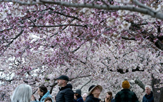 組圖：美國華府櫻花盛開 帶來春天氣息