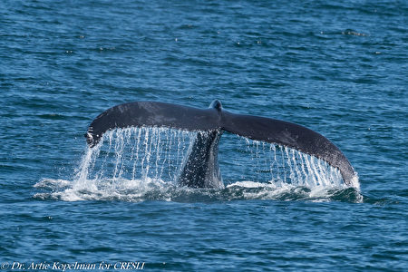 Humpback CRESLI.2018-07-08-01