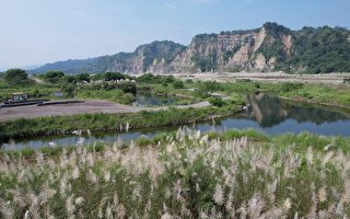 南投“小黄山风景区”甜根子盛开　银白花海壮观