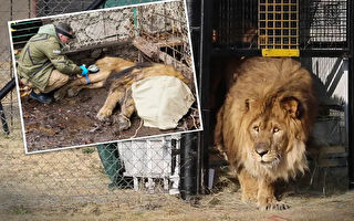 被圈養15年「世界最孤獨獅子」終回歸家園