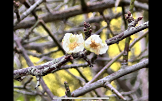 東南國中花卉異象 梅花、櫻花、杜鵑花齊開驚喜登場