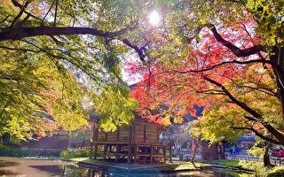 日本東北賞楓絕景 揭開紅葉盛宴之幕