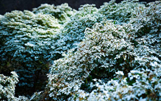 寶來白雪木盛開 白梅接力報到