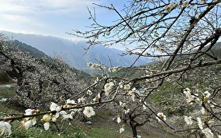 南投山區梅花盛放 信義與水里提早傳來花訊