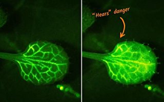 日本科學家首次看到植物受威脅時發出警告